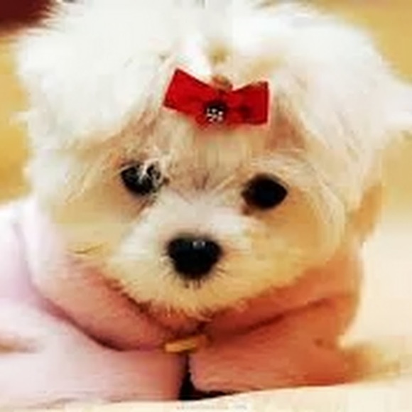 Meet your Posher, Alex - Picture 1 of 1